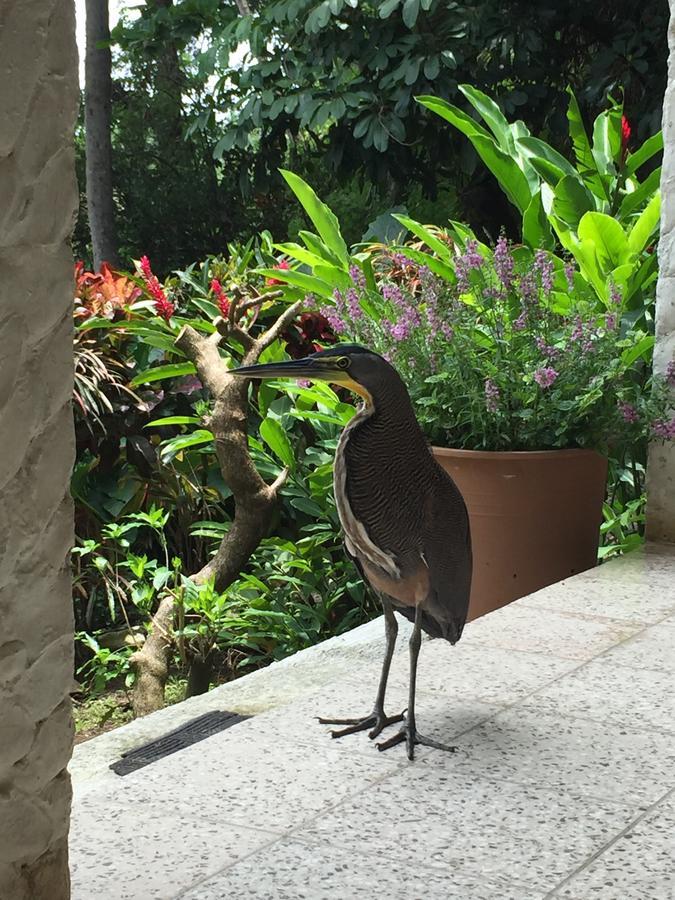 Casa Susen Leilighet Montezuma Eksteriør bilde